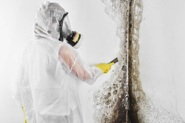 Best Crawl Space Mold Remediation in Novi, MI