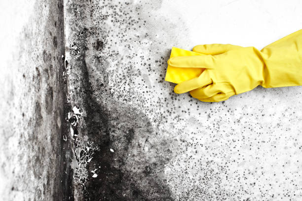 Best Black Mold Remediation in Novi, MI