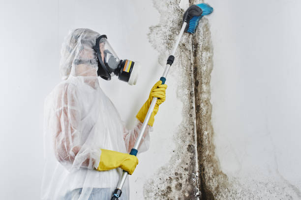 Best Basement Mold Remediation in Novi, MI