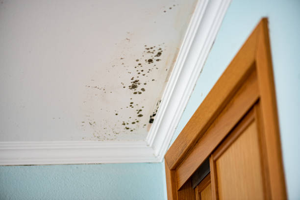Best Health and Safety Mold Remediation in Novi, MI