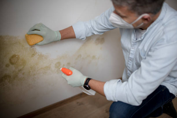 Best Residential Mold Remediation in Novi, MI