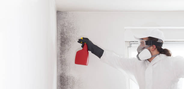 Best White Mold Remediation in Novi, MI
