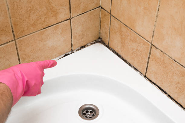 Best Black Mold Remediation in Novi, MI